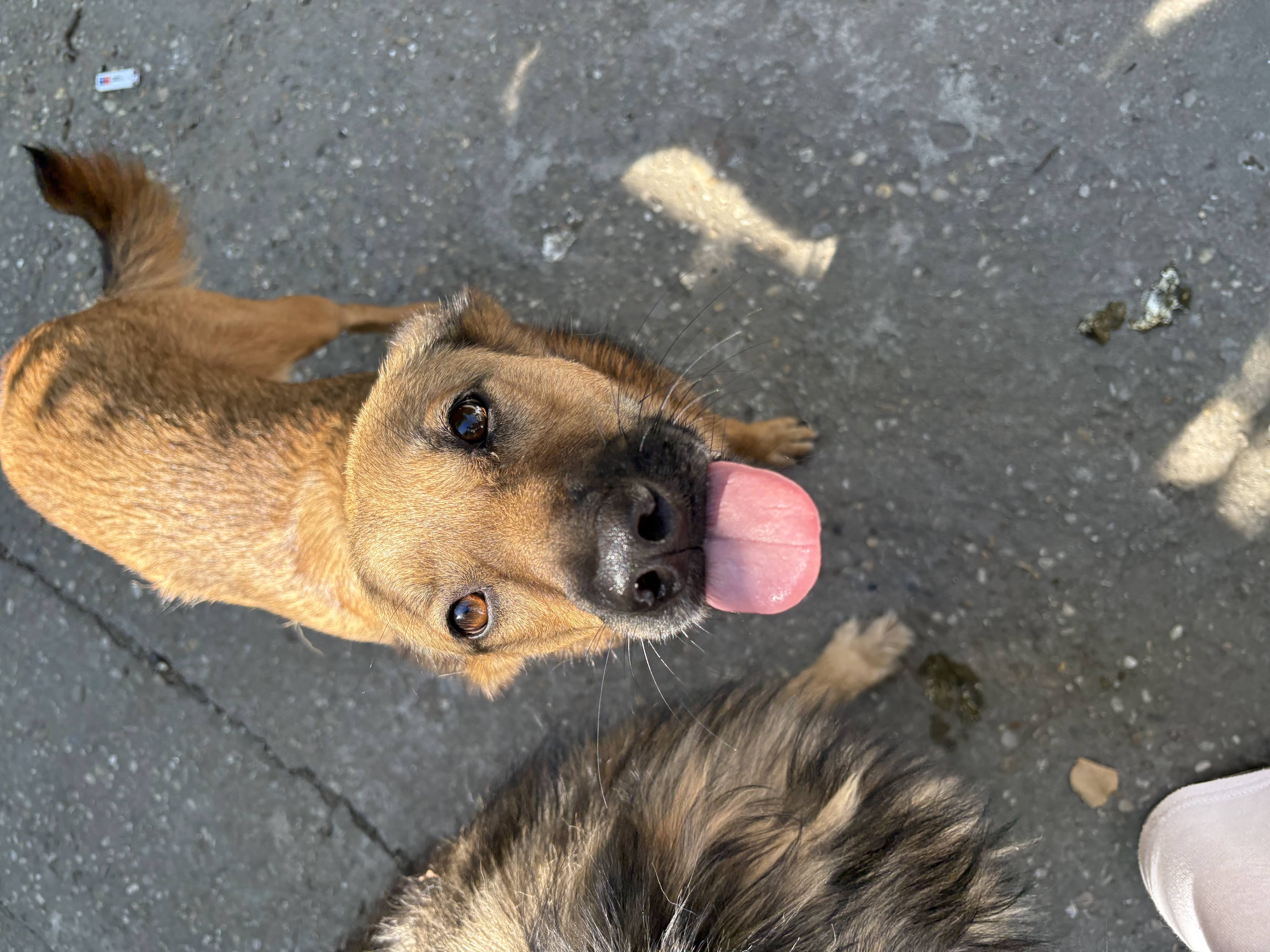 Blonda - puiul familiei