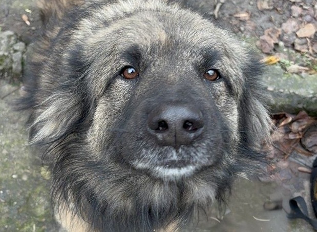 Lațe - câinele de pază