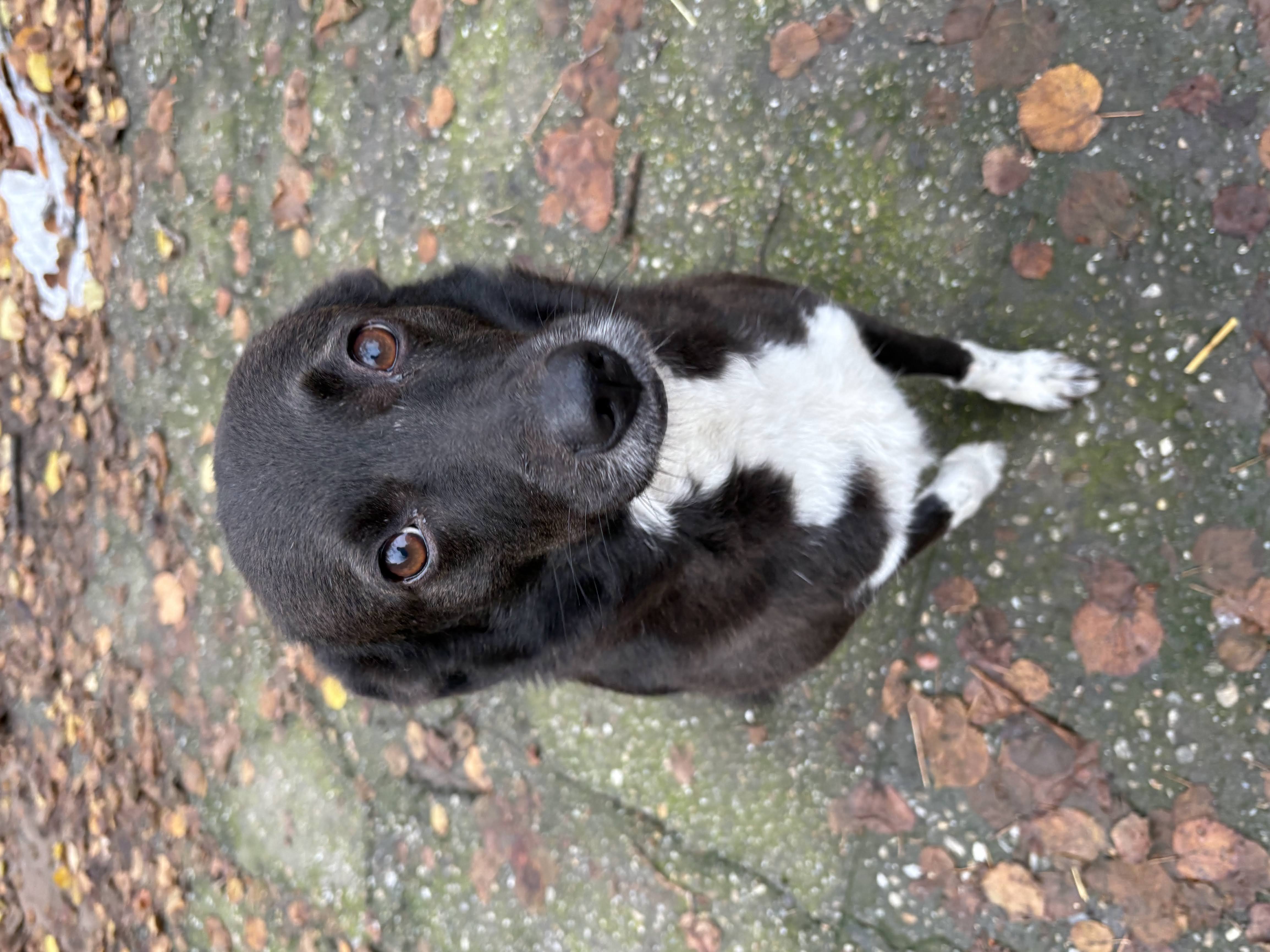 Negresa - mama cainilor